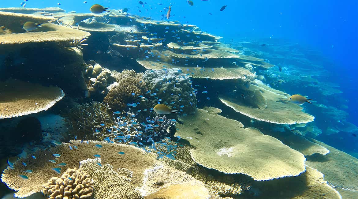 Immagine nº 2 di Maafushi: tour in barca con snorkeling nei giardini di corallo e pranzo attività a Maafushi, caricata dal fornitore