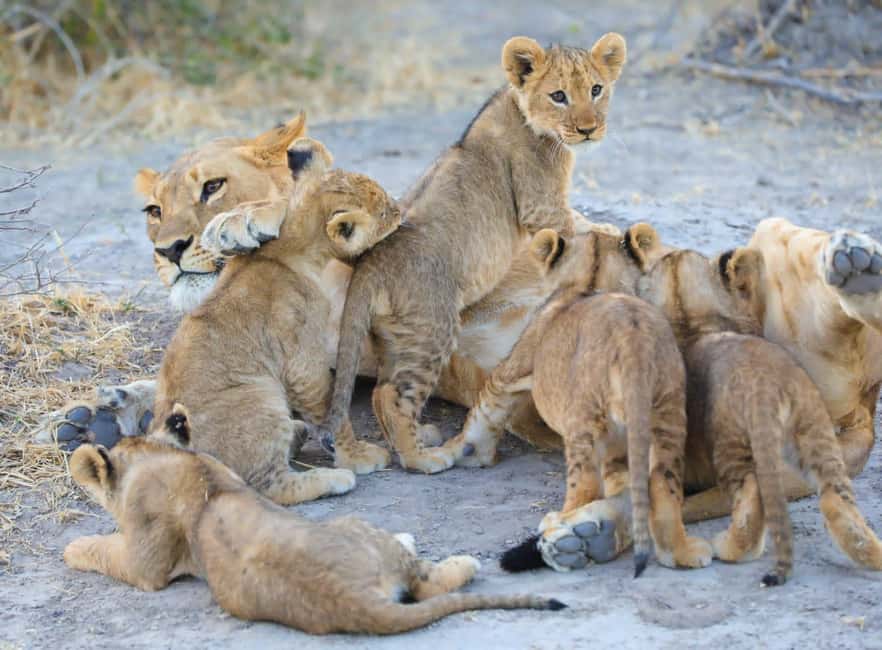 image n.5 of Chobe Day Trip - From Vic Falls activity in Victoria Falls Town, uploaded by supplier