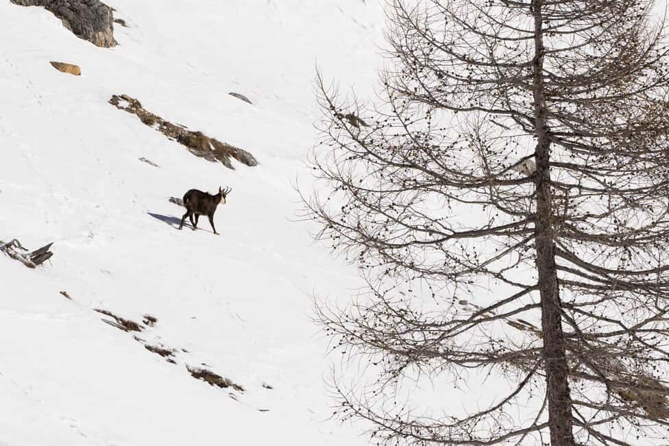 billede nr.7 af aktiviteten En dags vandring med snesko for at opdage Dolomitterne i Mareson, uploadet af udbyder