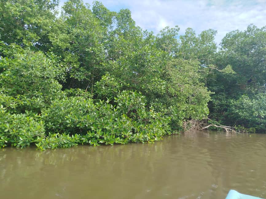 image n.26 of Cartagena: Sail in the mangroves of Cartagena activity in Cartagena, uploaded by supplier