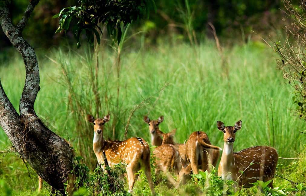 image n.4 of Kathmandu/Pokhara: 3 Day Chitwan Jungle Safari Tour activity in Pashchimanchal, Western Region, uploaded by supplier