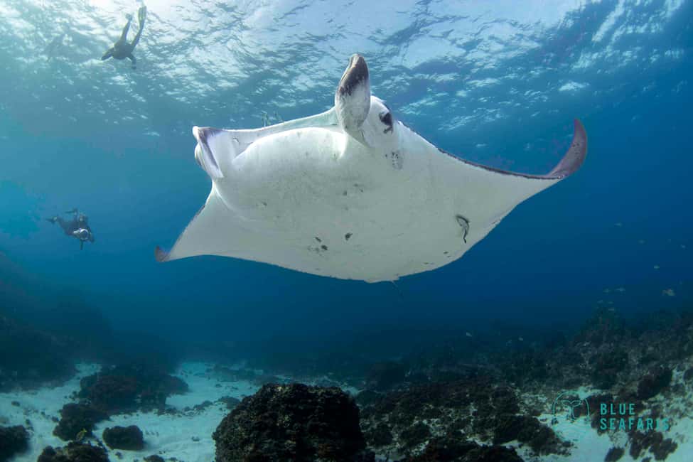 image n.9 of Byron Bay: Snorkelling Tour of Julian Rocks "Nuthungulli" activity in Byron Bay, uploaded by supplier
