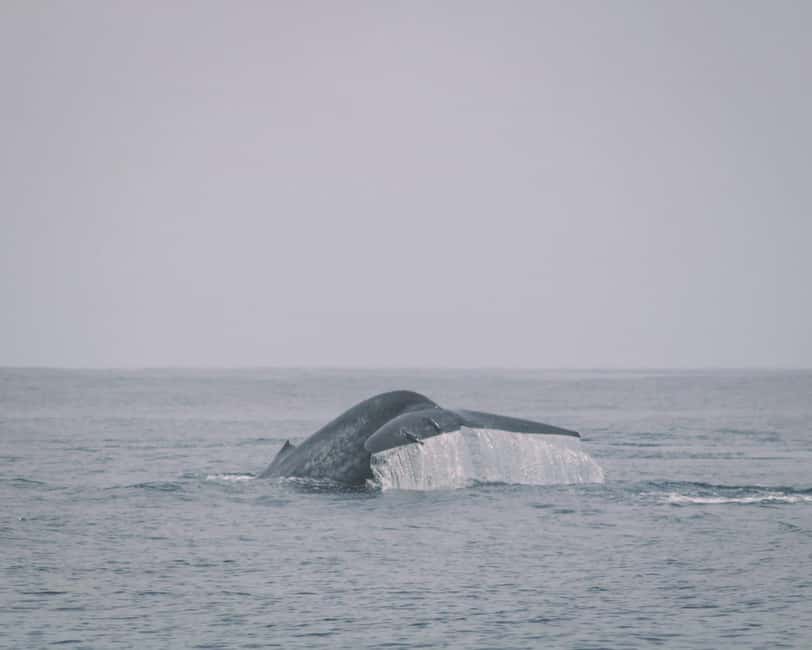 image n.2 of Trincomalee: Dolphin & Whale Watching Boat Tour activity in Nilaveli, uploaded by supplier