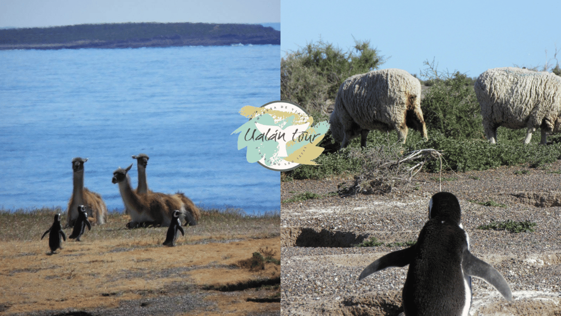 Bild Nr. 6 von Puerto Madryn: Punta Tombo Landausflug für Kreuzfahrtgäste Aktivität in Chubut Provinz, hochgeladen vom Anbieter
