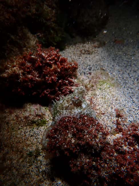 image n.12 of Night Snorkeling: An unforgettable experience! activity in Madeira, uploaded by supplier