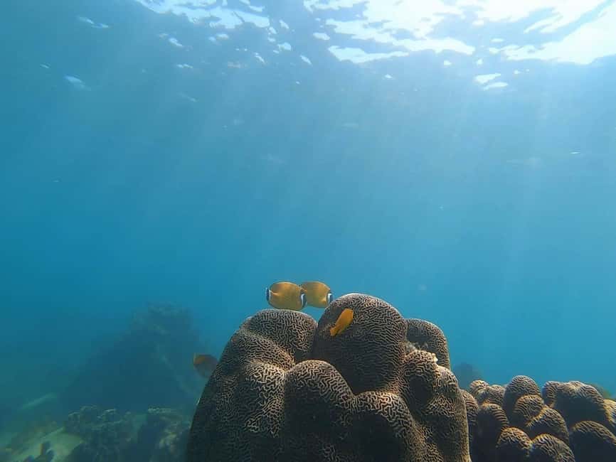 billede nr.3 af aktiviteten Koh Tao: Premium snorkeltur til Koh Nangyuan-bugterne med Oxygen i Thailandbugten, uploadet af udbyder