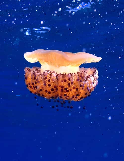 image n.7 of Menorca: Baptism Scuba Diving in Marine Reserve activity in Port d'Addaia, uploaded by supplier