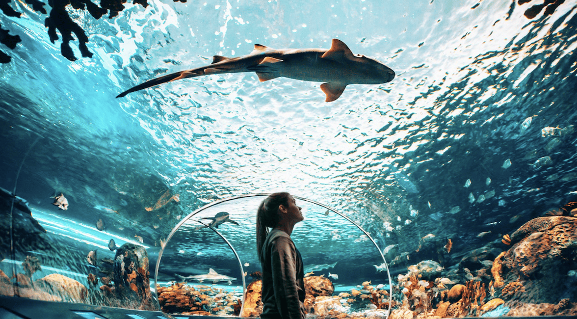 imagen n.º 1 de Toronto Ripley's Aquarium of Canada Ticket de entrada actividad en Toronto, subida por el proveedor