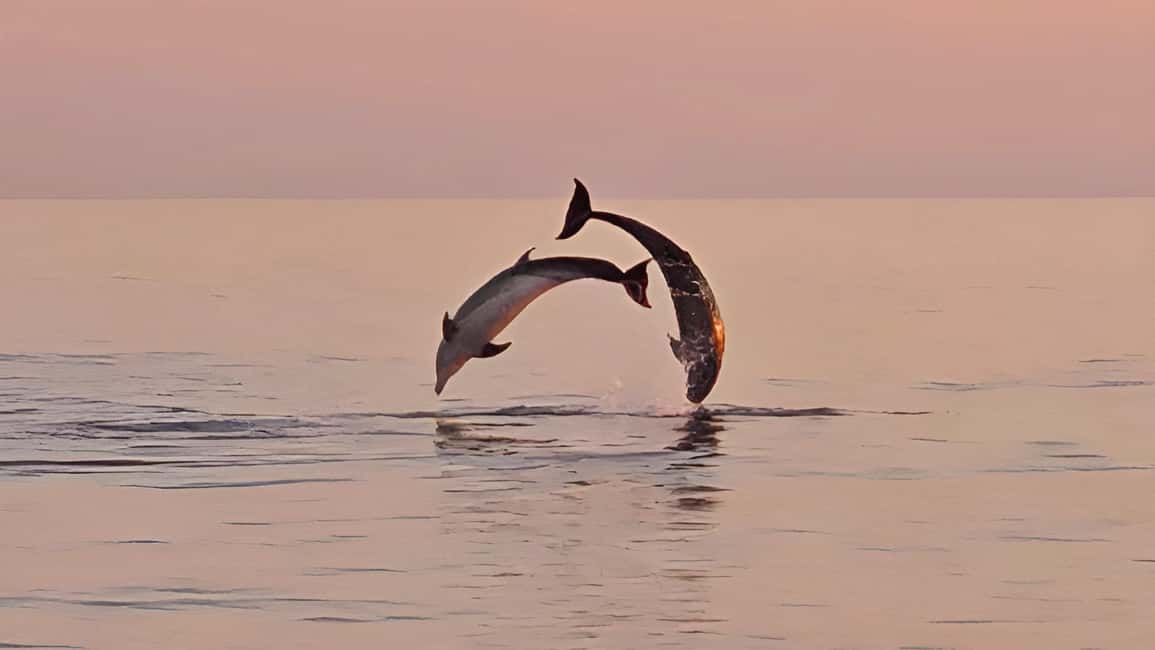 billede nr.3 af aktiviteten Pula: Delfin Sunset Cruise til Brijuni med middag og drinks i Pula, uploadet af udbyder