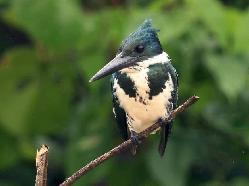 image n.18 of Carara National Park: Best Tour Carara National Park-One Day activity in Puntarenas Province, uploaded by supplier