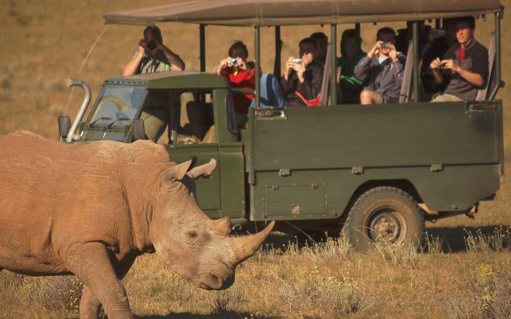 image n.2 of Full-Day Addo Park & Schotia Game Reserve (Open 4x4 vehicle) activity in Eastern Cape, uploaded by supplier