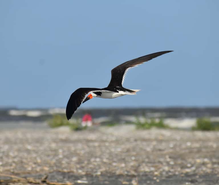 image n.23 of Charleston: Morris Island Dolphin Cruise with Beachcombing activity in Charleston, uploaded by supplier
