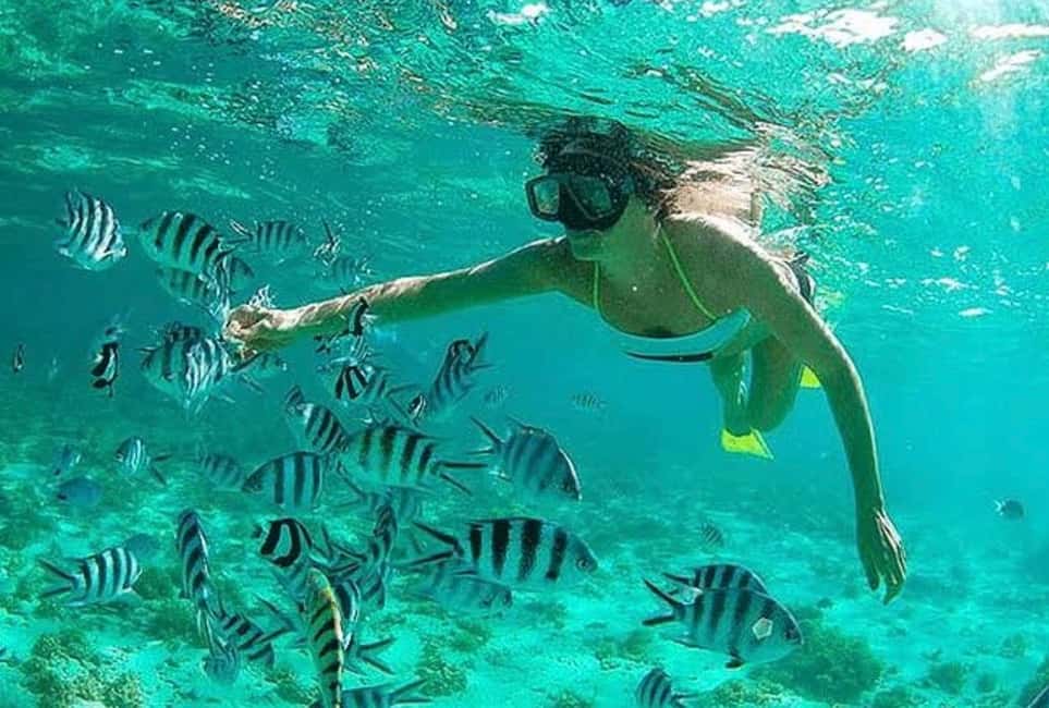 image n.9 of WATAMU,Snorkeling/dolphin spotting,seafood,mida creek cruise activity in Coast Province, uploaded by supplier