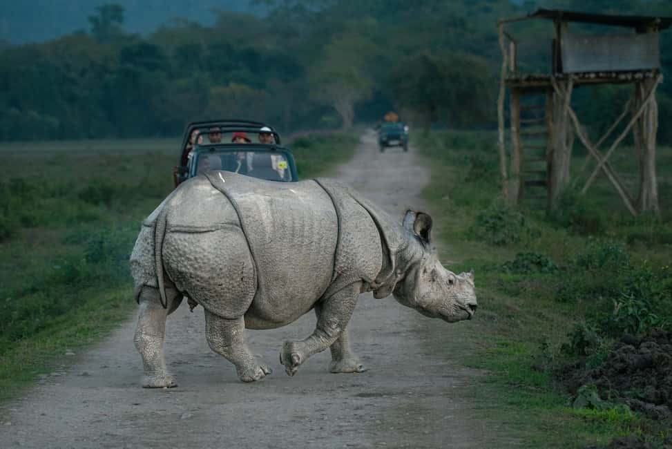 image n.22 of From Kathmandu/Pokhara: 3 Day All-Inclusive Chitwan Safari activity in Pashchimanchal, Western Region, uploaded by supplier