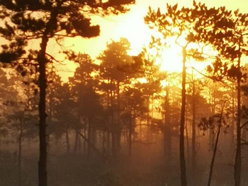 image n.12 of Kemeri National Park Bog Trail near Riga activity in Jurmala, uploaded by supplier