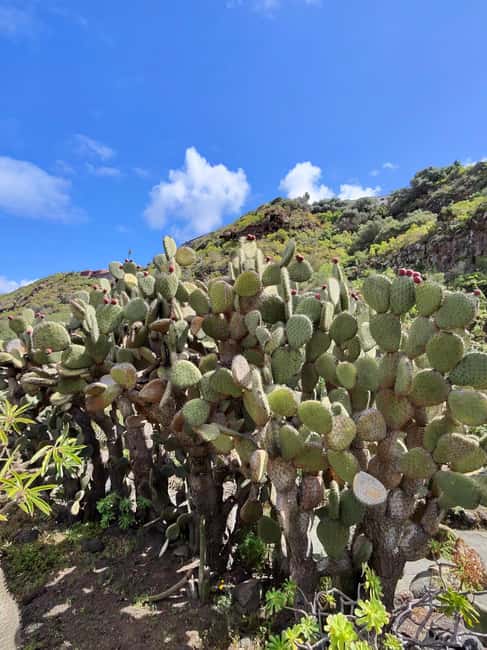 image n.46 of Private Bandama Caldera, Botanic Garden(/Wine*), Old Town activity in Las Palmas, uploaded by supplier