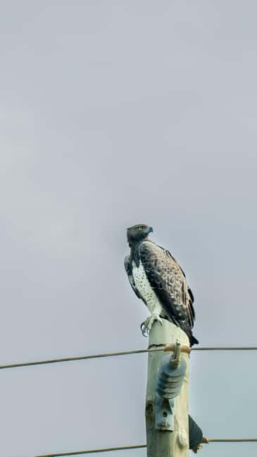 image n.71 of From Zanzibar: Day Selous Game Reserve Safari with Flights activity in Morogoro Region, uploaded by supplier
