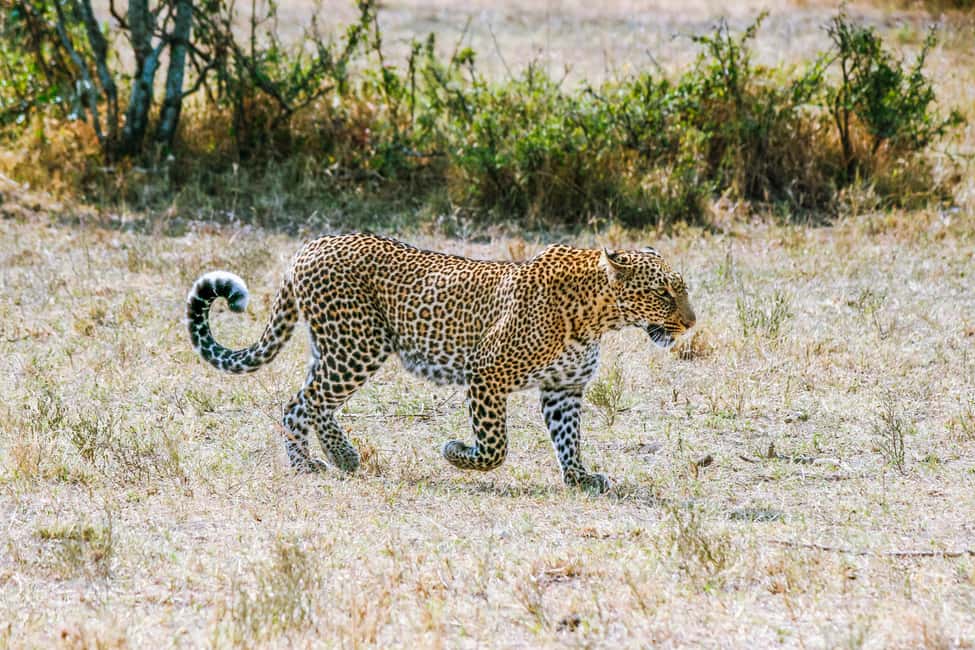 image n.29 of Kampala: 2-Day Murchison Falls National Park Safari activity in Pader District, uploaded by supplier