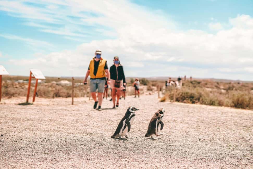 Bild Nr. 9 von Ab Puerto Madryn: Tagestour nach Punta Tombo mit Hoteltransfer Aktivität in Chubut Provinz, hochgeladen vom Anbieter
