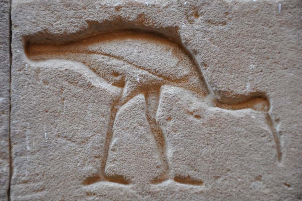 imagem n.11 de De Luxor: Excursão particular aos templos de Edfu e Kom Ombo e almoço atividade em Edfu, carregada pelo fornecedor