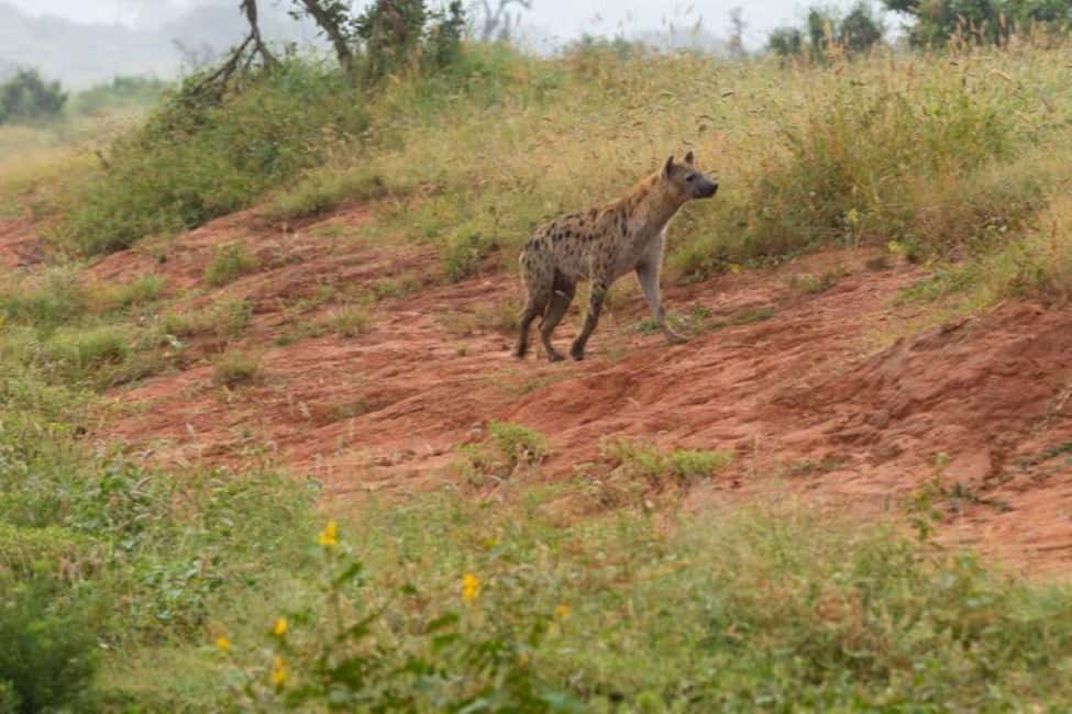 image n.75 of 2-Days Wildlife Safari to Tsavo East & Tsavo West Park activity in Coast Province, uploaded by supplier