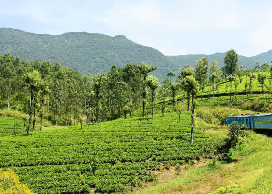 bild nr.22 av Sri Lanka: 7-dagars privat tur utanför den upptrampade stigen aktivitet i Kandy, uppladdad av arrangören