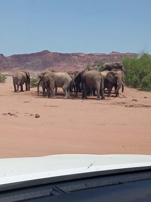 image n.23 of Elephant Adventure with Herson - a native of Damaraland activity in Kunene Region, uploaded by supplier