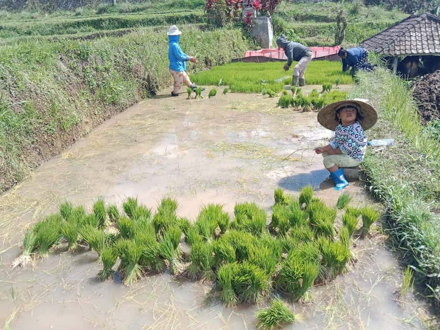 image n.7 of Bali: Jatiluwih Rice Terraces 1 Hour Electric Bike Tour activity in Ubud, uploaded by supplier