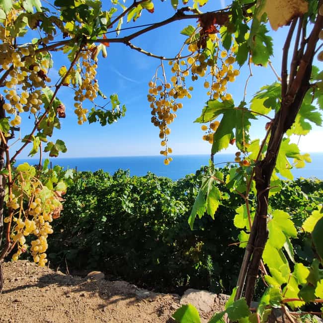 image n.3 of Volastra: BarCa Wine Tasting in Cinque Terre and Pesto Class activity in Volastra, uploaded by supplier