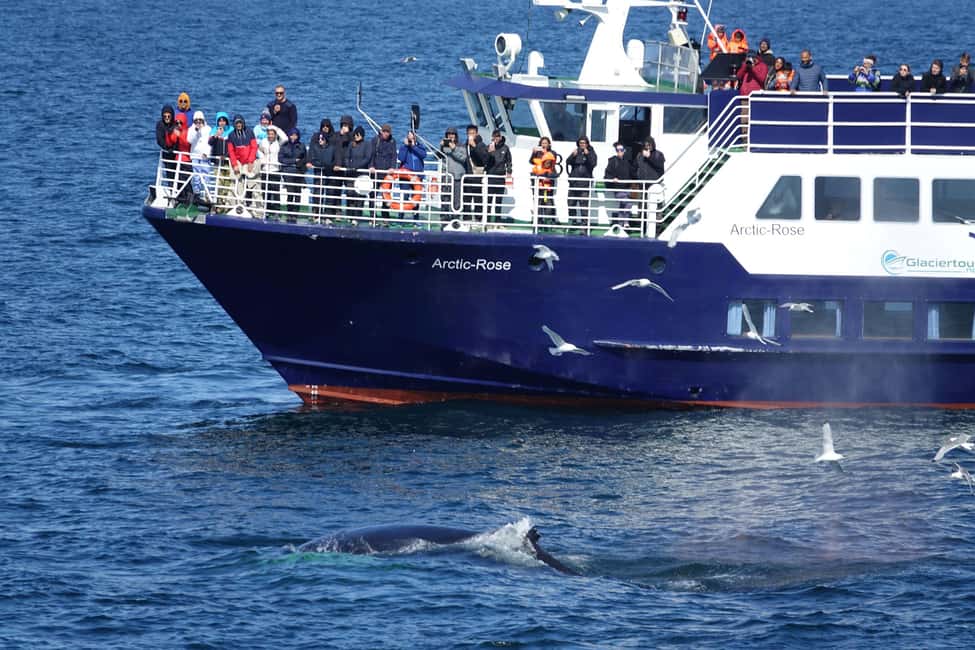 imagen n.º 20 de Reikiavik: Crucero de avistamiento de ballenas y vida marina actividad en Vesturland, subida por el proveedor