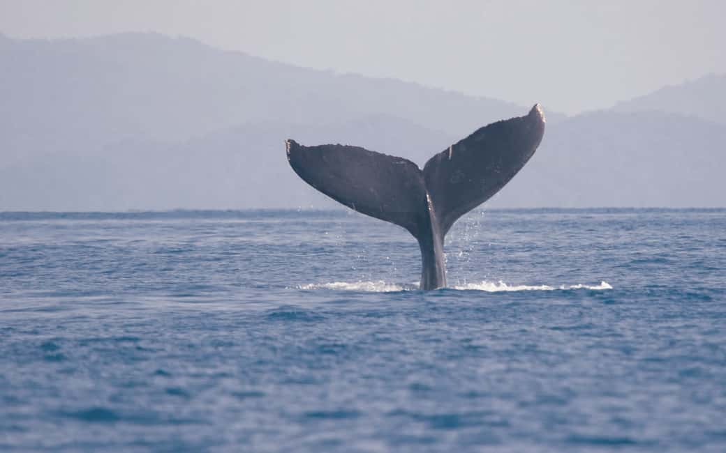 image n.1 of Uvita: Marino Ballena National Park Whale-Watching Tour activity in Jaco, uploaded by supplier