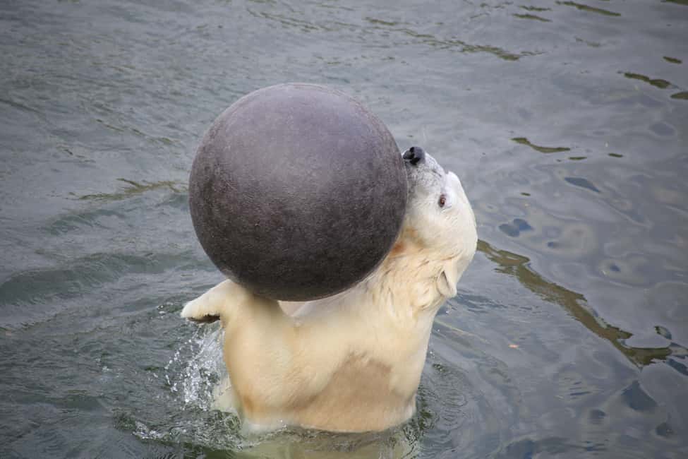 bild nr.3 av Rovaniemi: Ranua Zoo Wildlife Park Tour med upphämtning från hotell aktivitet i Norra Österbotten, uppladdad av arrangören
