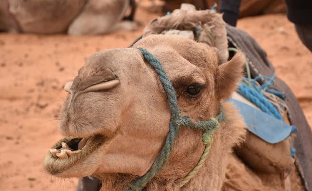 image n.2 of 5 Day Tunisia desert tour activity in Tunis, uploaded by supplier