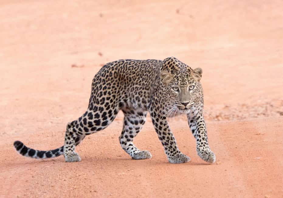 image n.1 of Yala Safari Tour from Hambantota Port area (Shore Excursion) activity in Hambantota, uploaded by supplier