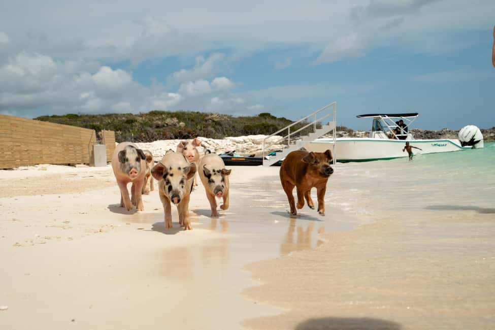 Image N°2 de Nassau : Cochons à la nage, plongée avec tuba et tour en bateau sur la plage activité à New Providence, publiée par le prestataire