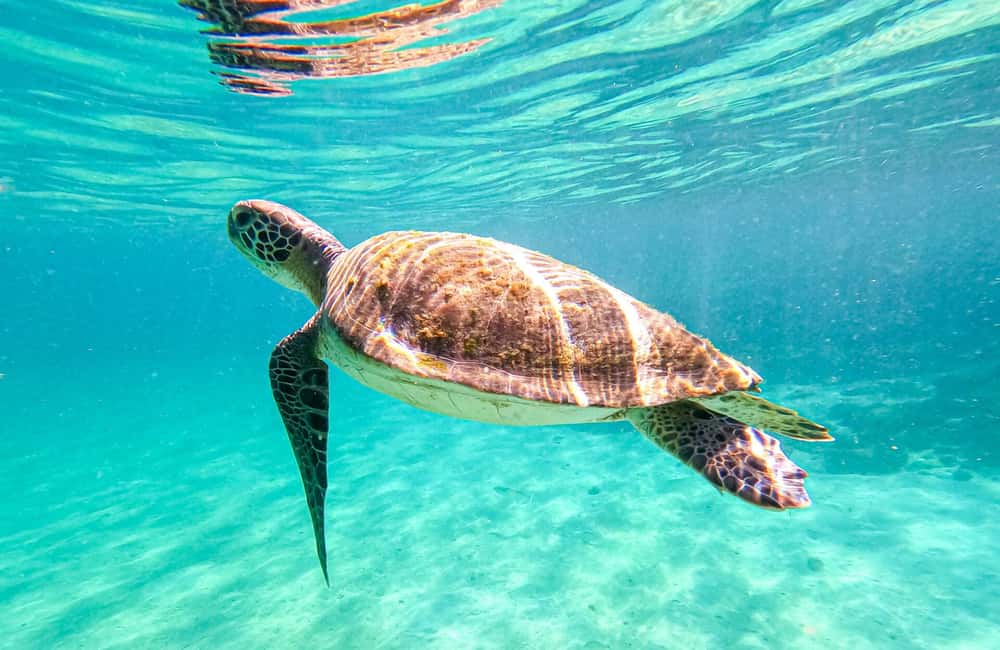 image n.1 of From Rio de Janeiro: Angra dos Reis & Ilha Grande Day Tour activity in Southeast Region, Brazil, uploaded by supplier