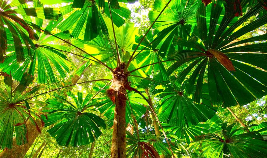 image n.5 of Cairns: Daintree, Mossman Gorge, & Cape Tribulation Day Trip activity in Queensland, uploaded by supplier