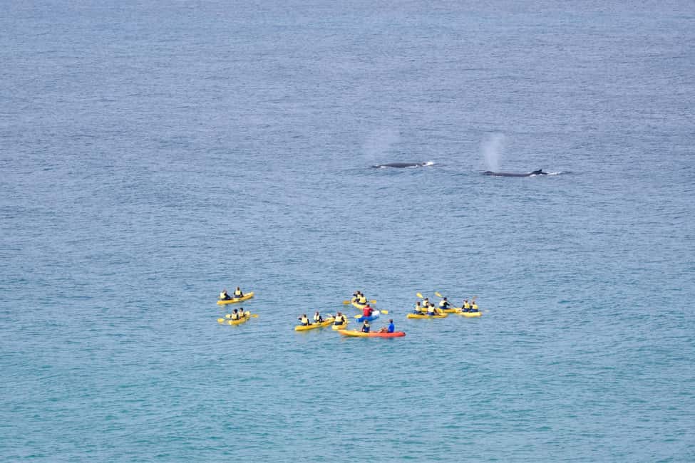 Image N°5 de Observation des baleines en kayak de mer + aventure sur la Great Beach Drive activité à Région de Gympie, publiée par le prestataire