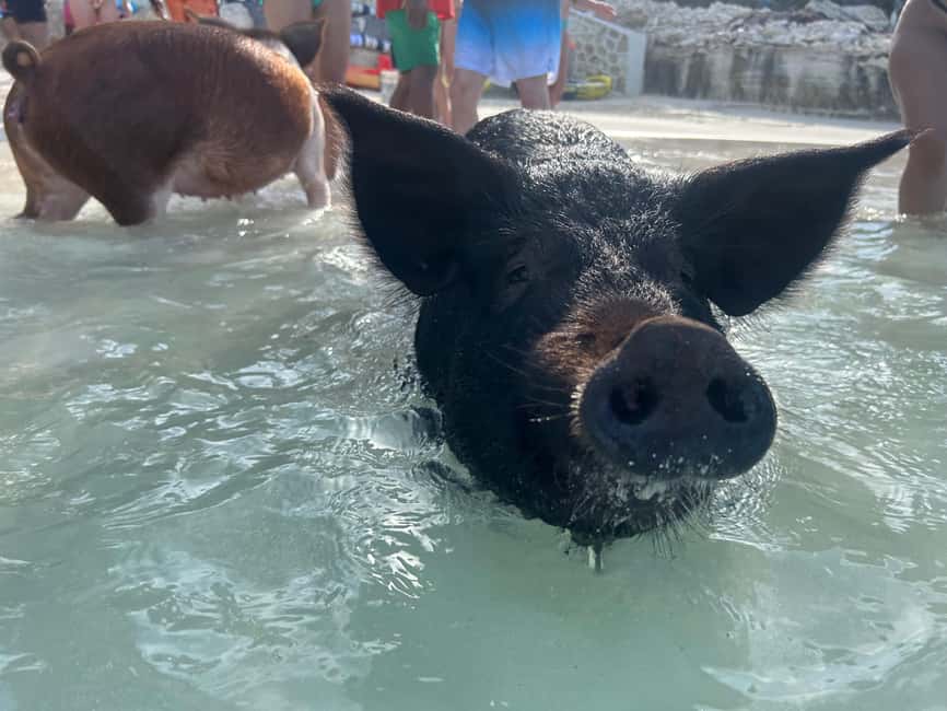 Image N°98 de Nassau : Cochons, plongée en apnée, tortues, déjeuner, club de plage privé activité à New Providence, publiée par le prestataire