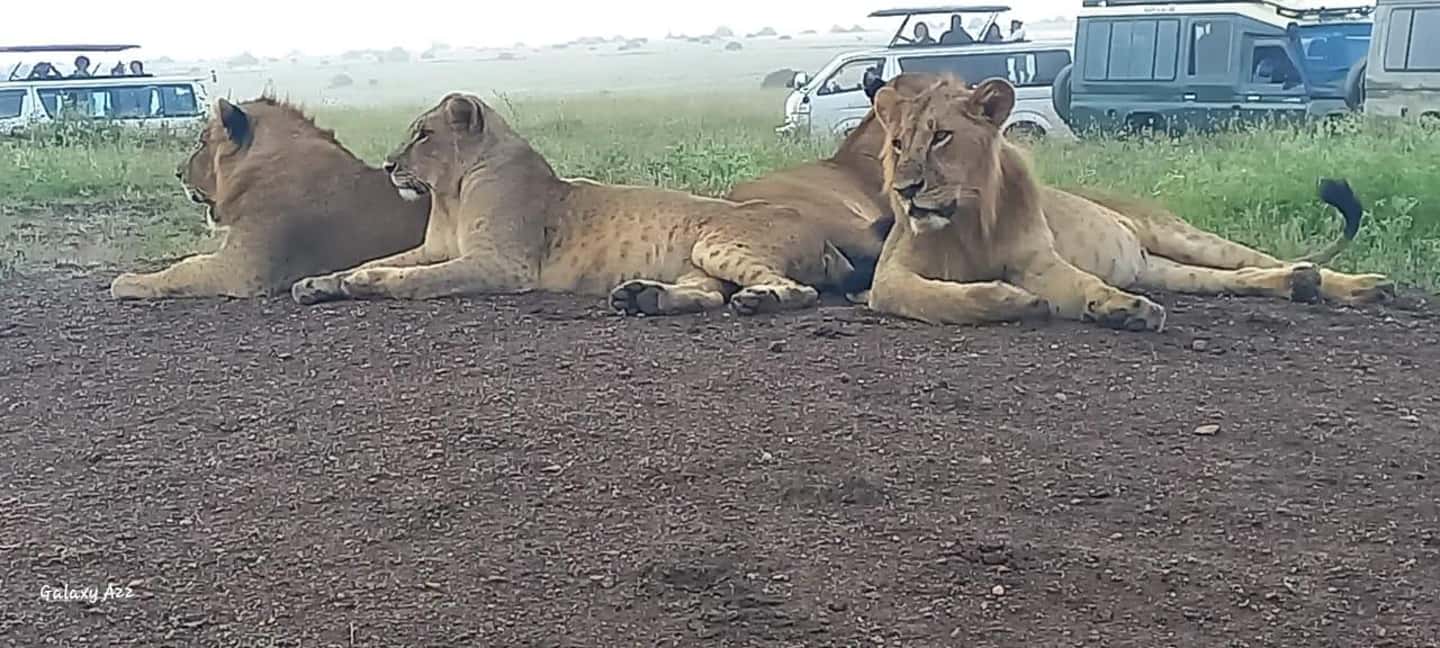 image n.3 of DAY TRIP AMBOSELI NATIONAL PARK FROM NAIROBI BUDGET SAFARI. activity in Central Kenya, uploaded by supplier