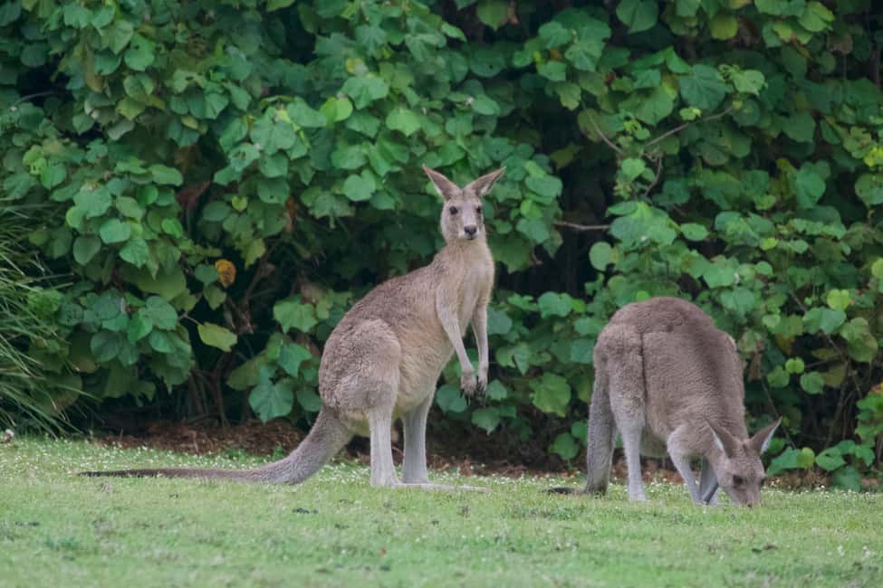 image n.13 of From Brisbane: North Stradbroke Island Wildlife Adventure activity in Brisbane, uploaded by supplier