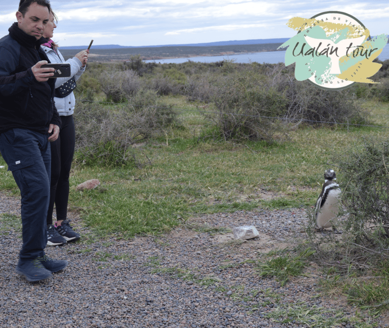 Bild Nr. 8 von Puerto Madryn: Punta Tombo Landausflug für Kreuzfahrtgäste Aktivität in Chubut Provinz, hochgeladen vom Anbieter