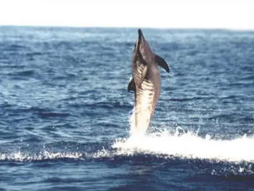 image n.7 of Kona: Captain Cook Snorkel Tour activity in Honaunau-Napoopoo, uploaded by supplier
