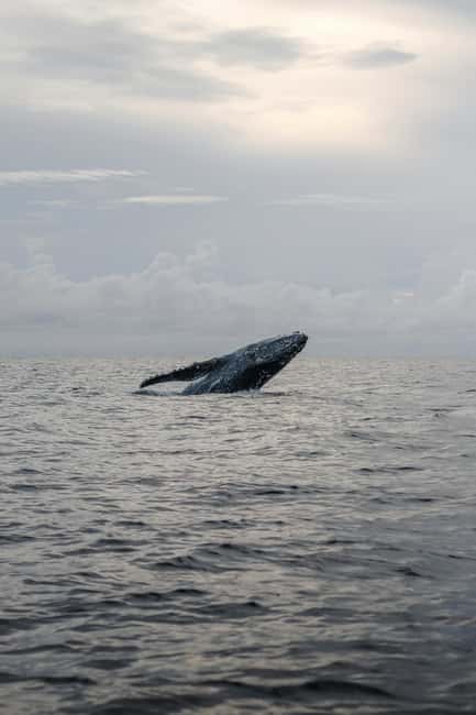 image n.9 of All Inclusive Mirissa Whale and Dolphin Watching Boat Ride activity in Mirissa, uploaded by supplier