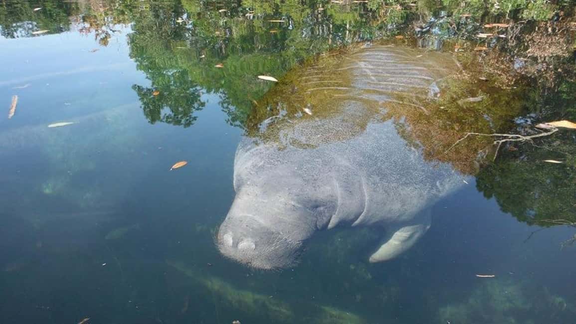 image n.1 of Crystal River: Manatee Viewing Cruise activity in Crystal River, uploaded by supplier