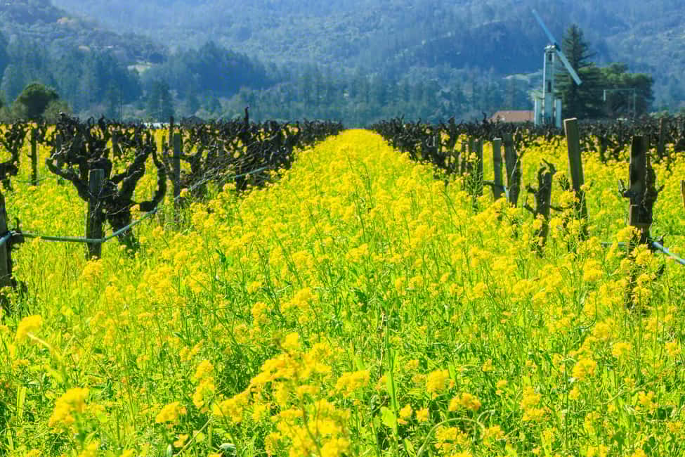 image n.1 of Napa Valley: Driver & Guide Service California wine country activity in California, uploaded by supplier