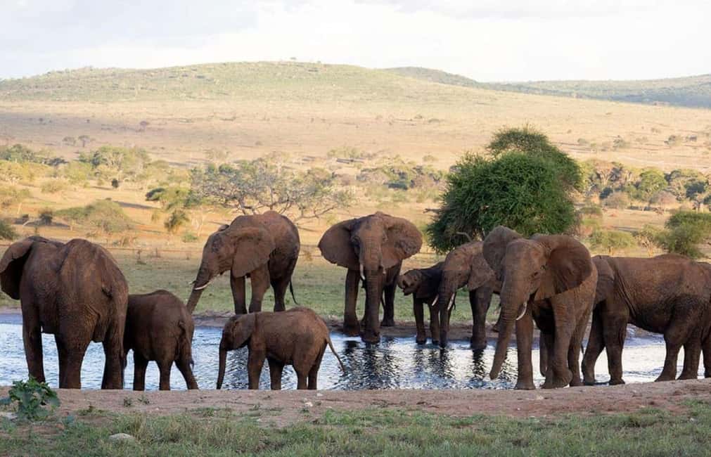 image n.61 of 2-Days Wildlife Safari to Tsavo East & Tsavo West Park activity in Coast Province, uploaded by supplier