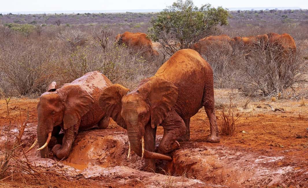 image n.13 of Mombasa: 3-Days 2-Nights Tsavo East and West Private Safari. activity in Coast Province, uploaded by supplier