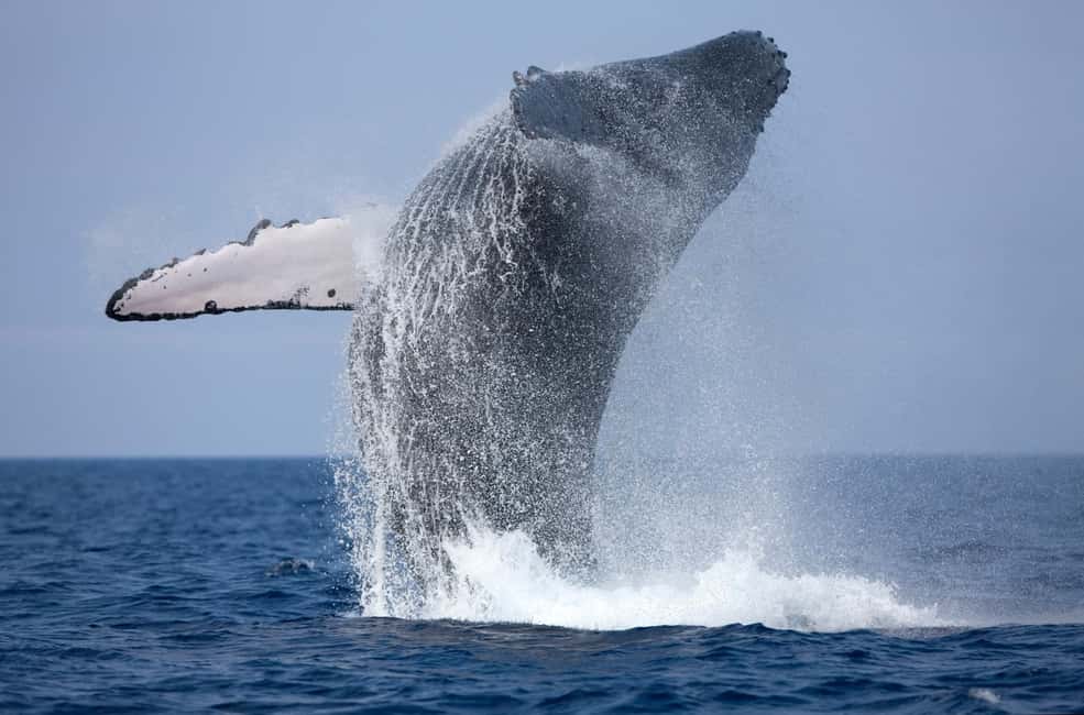 image n.3 of Trincomalee : Whale & dolphin watching +pigeon island tour activity in North Central Province, uploaded by supplier
