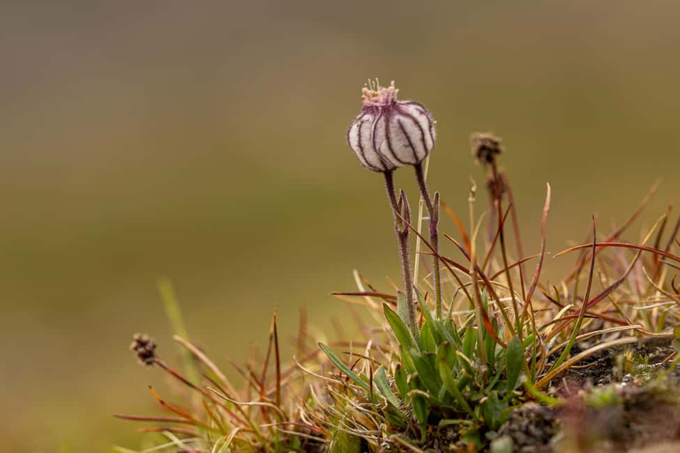 image n.12 of Longyearbyen: Wildlife Safari & Hiking Photography Tour activity in Longyearbyen, uploaded by supplier